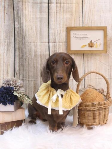 20241024チョペくん